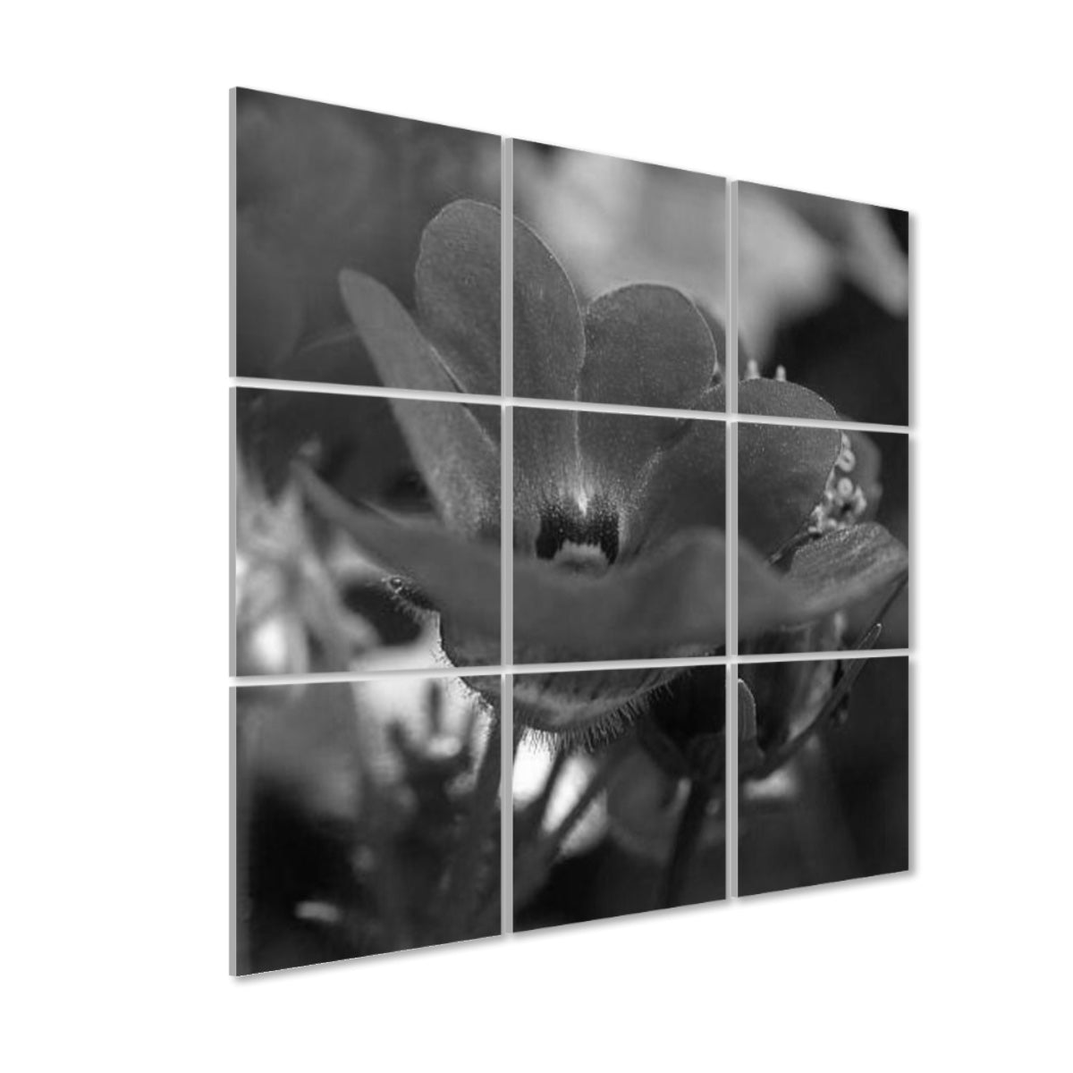Greyscale image of a red Nemesia flower, with soft shading and smooth tonal range.